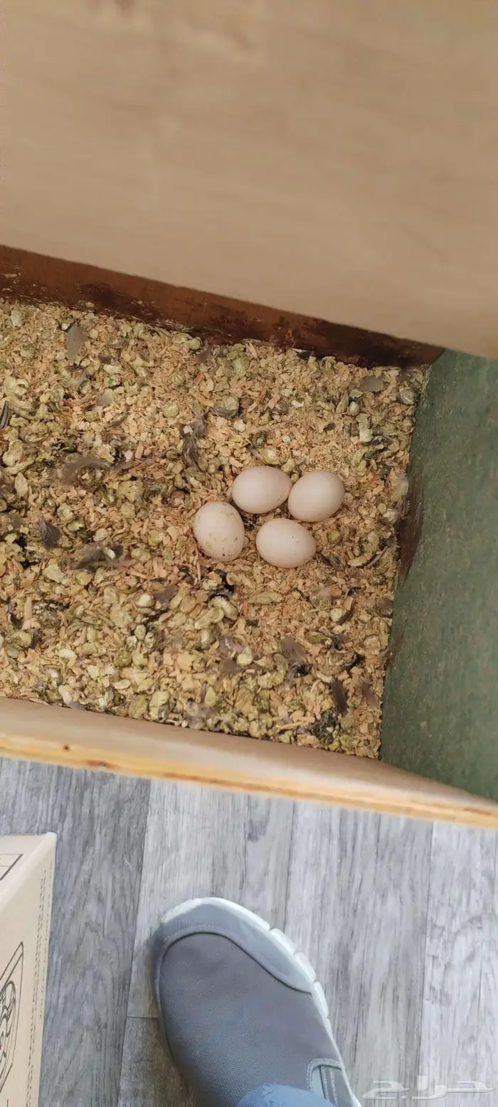 زوج كروان منتج للبيع 3