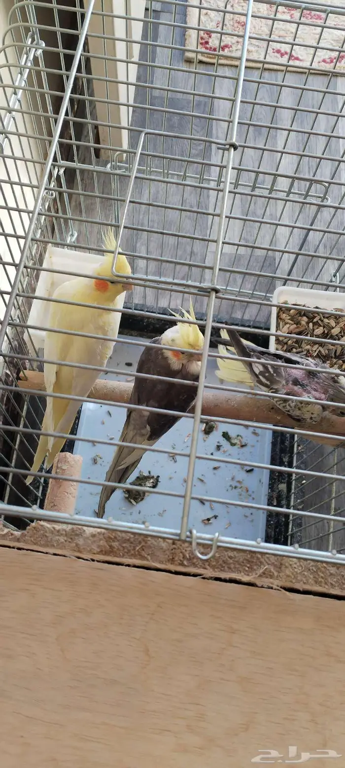 زوج كروان منتج للبيع 5