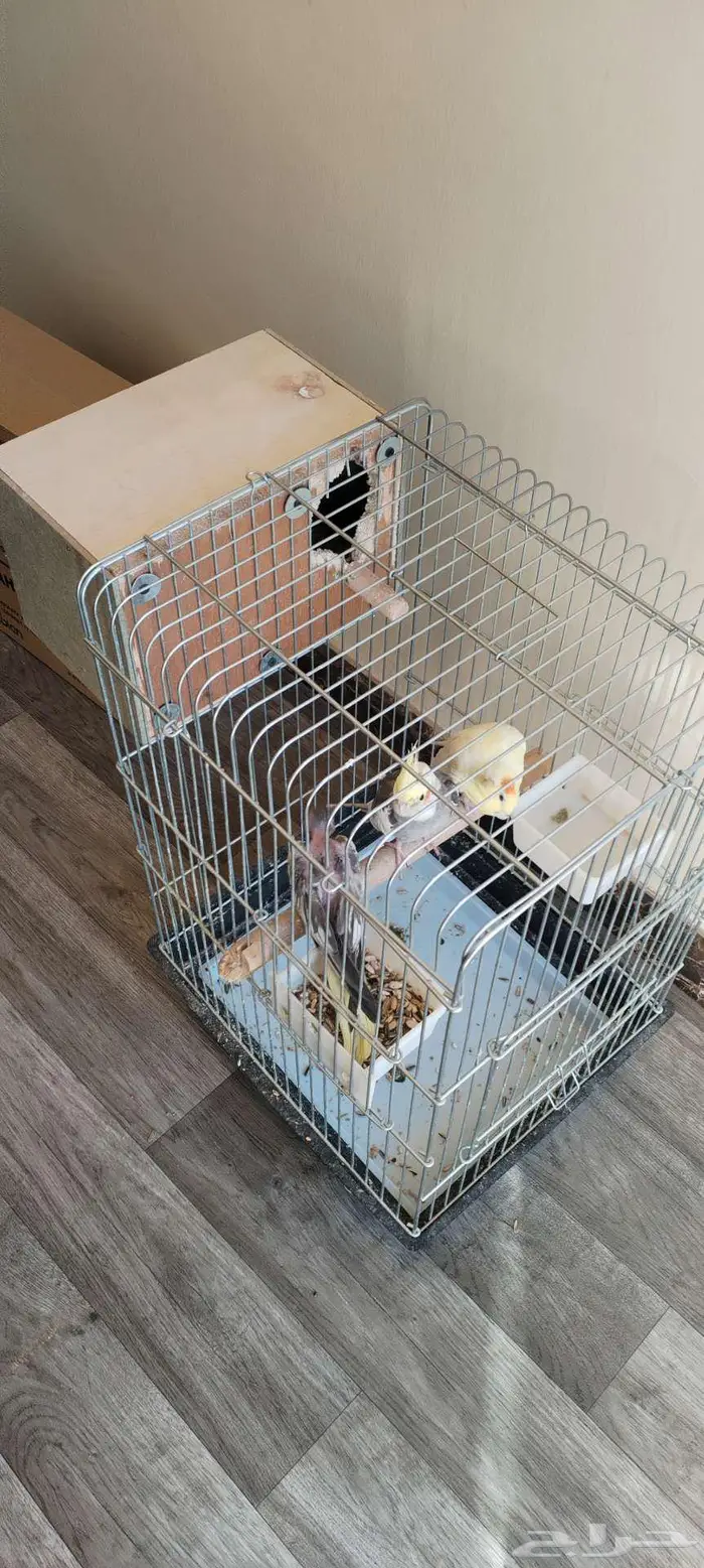 زوج كروان منتج للبيع 4