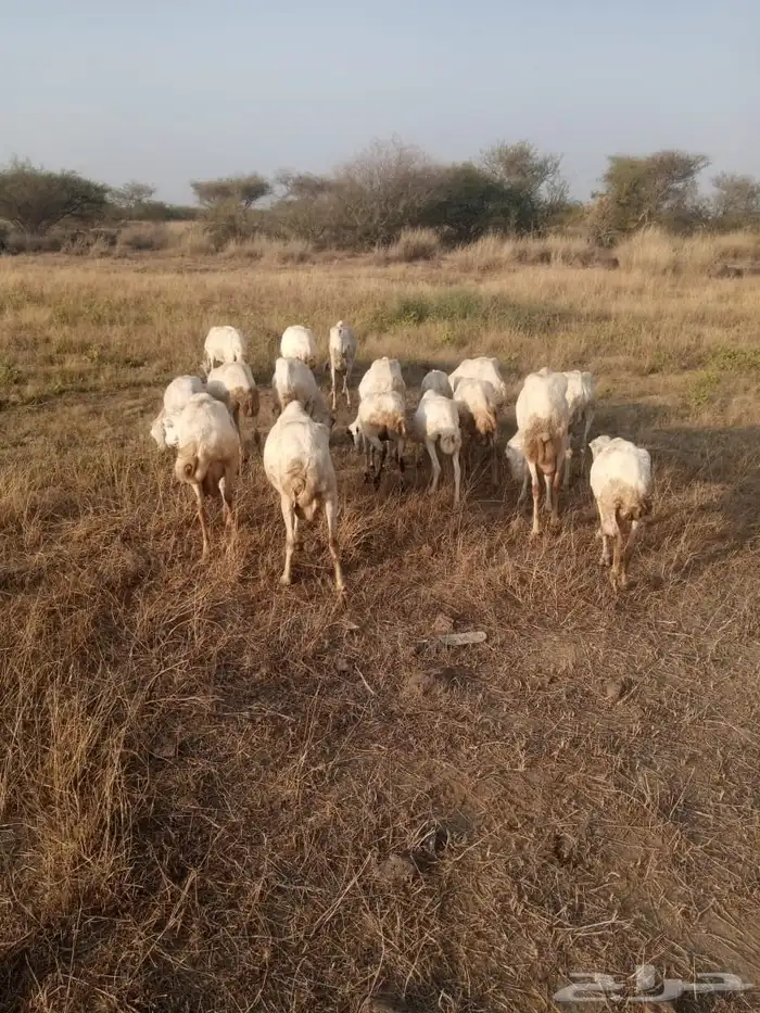 ضان العدد 18 فيها قرايب وفيها البعيده الصحه شرط 1
