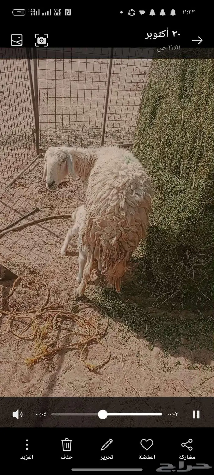 للبيع شاه تحتها رخل 0