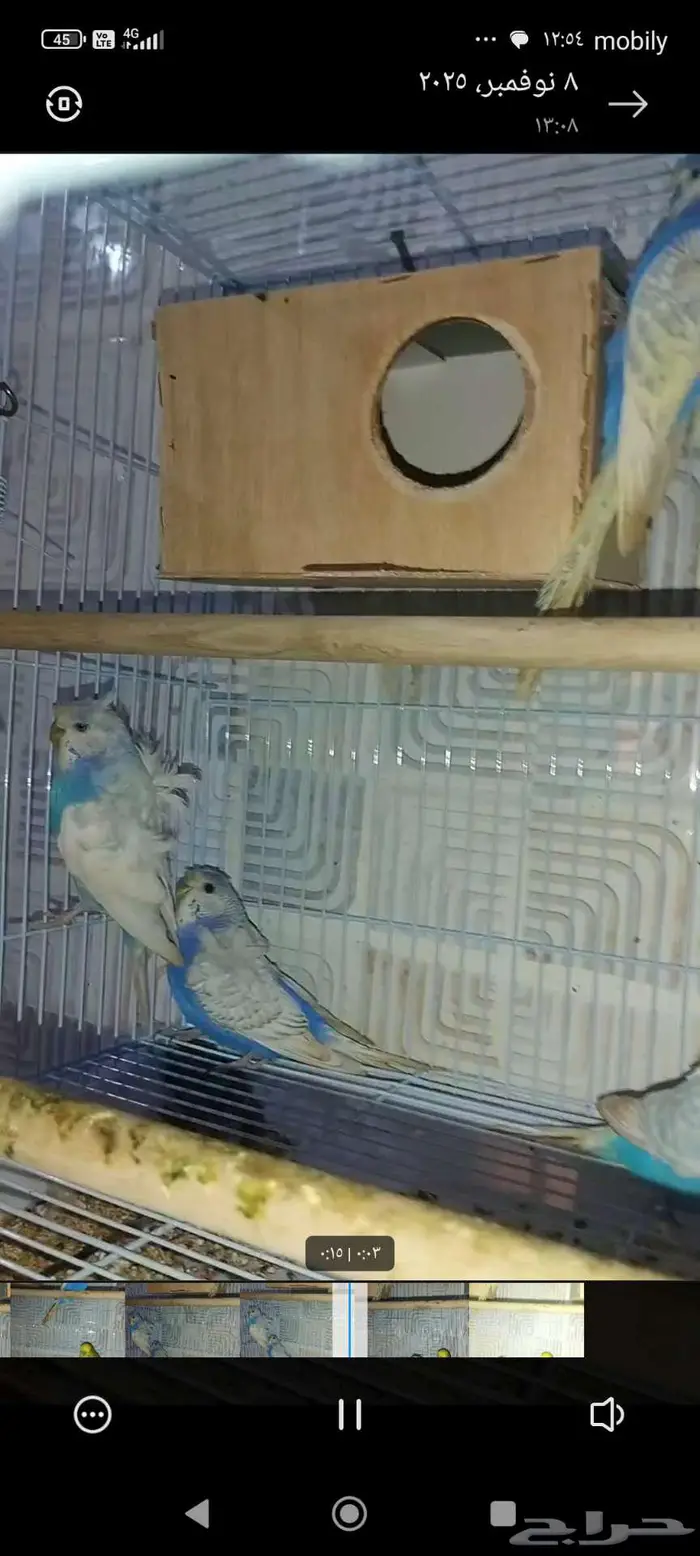 جوزين بادجي هوقن وذكر انجليزي منتجه شرط 11