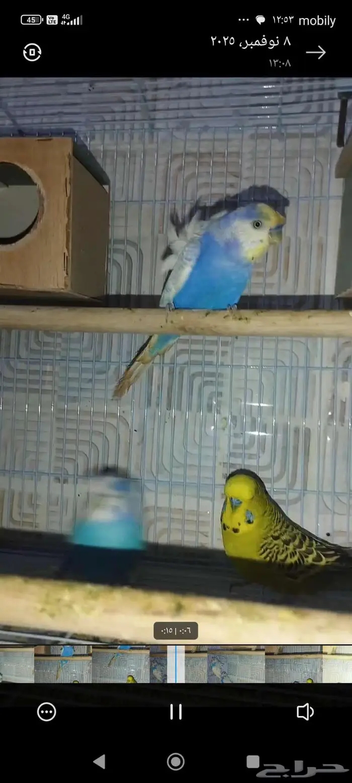 جوزين بادجي هوقن وذكر انجليزي منتجه شرط 1