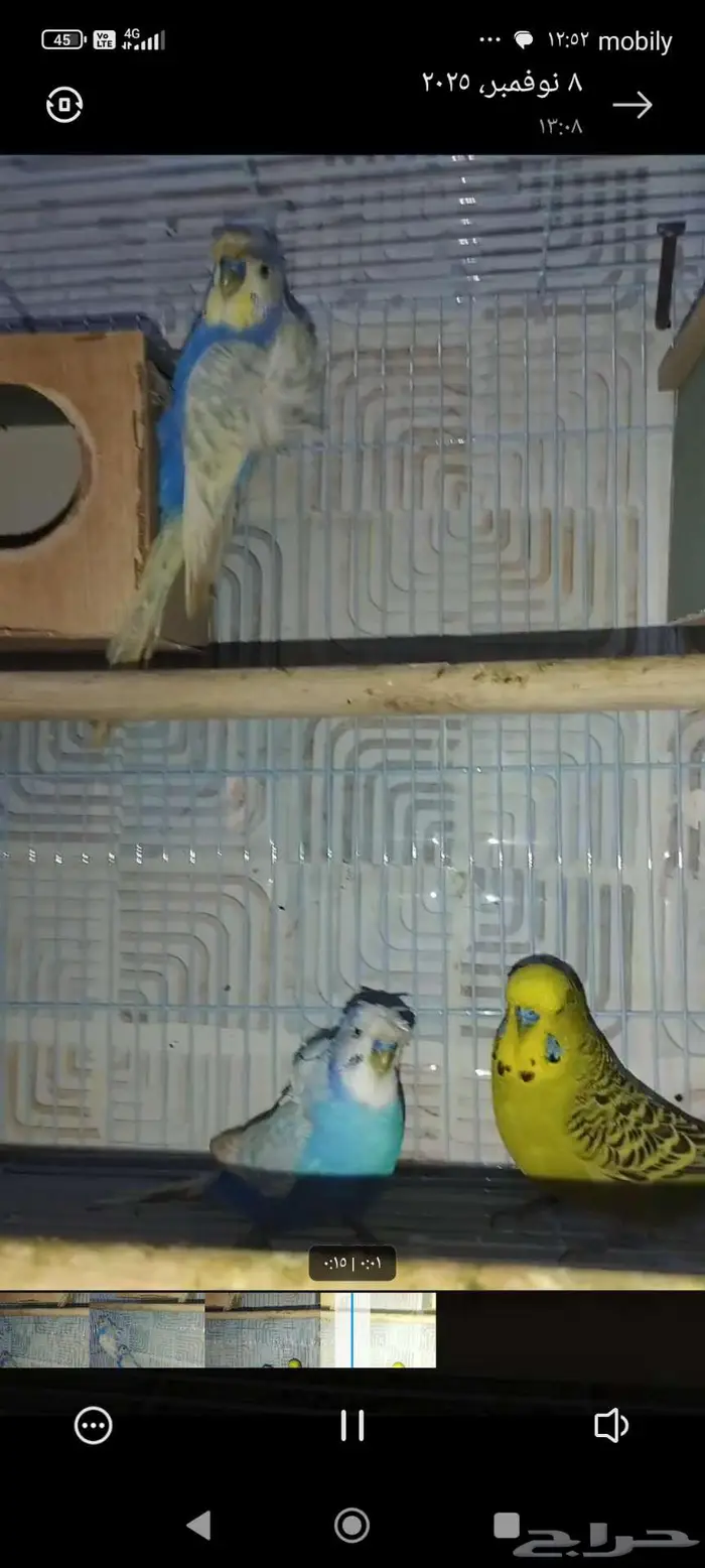 جوزين بادجي هوقن وذكر انجليزي منتجه شرط 17