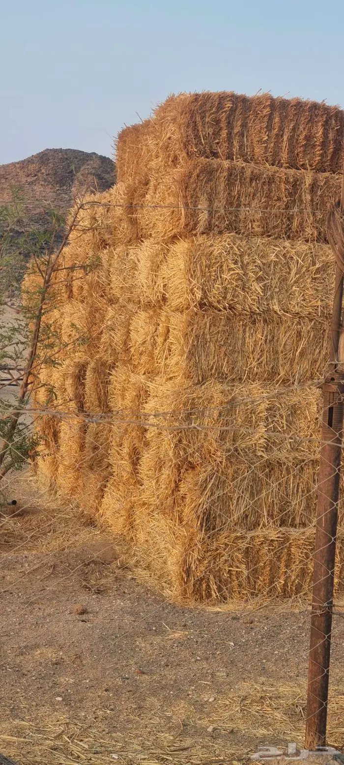 علف (تبن قمح) 2