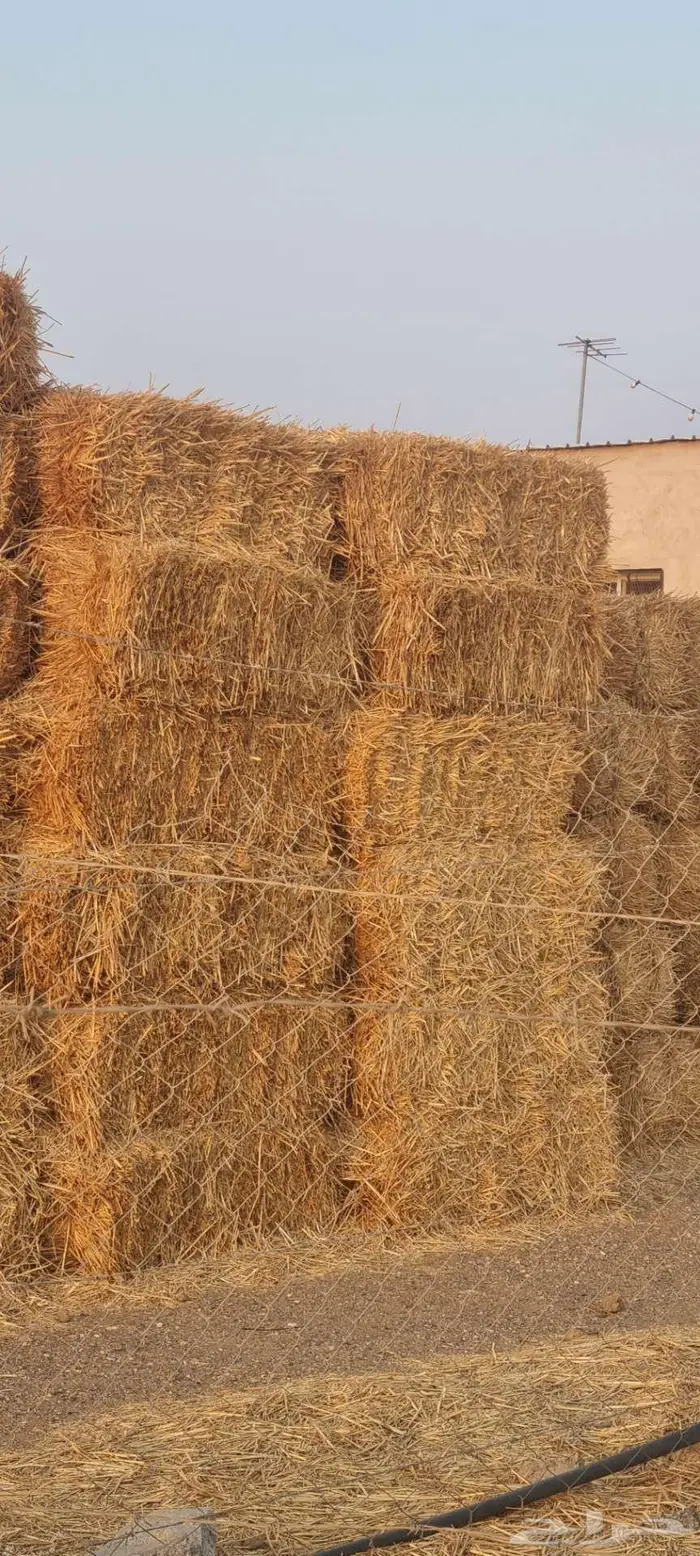 علف (تبن قمح) 1