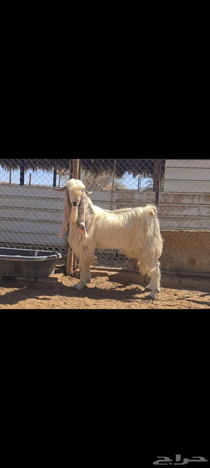 تيس فحل فاخر من الاخر . 4