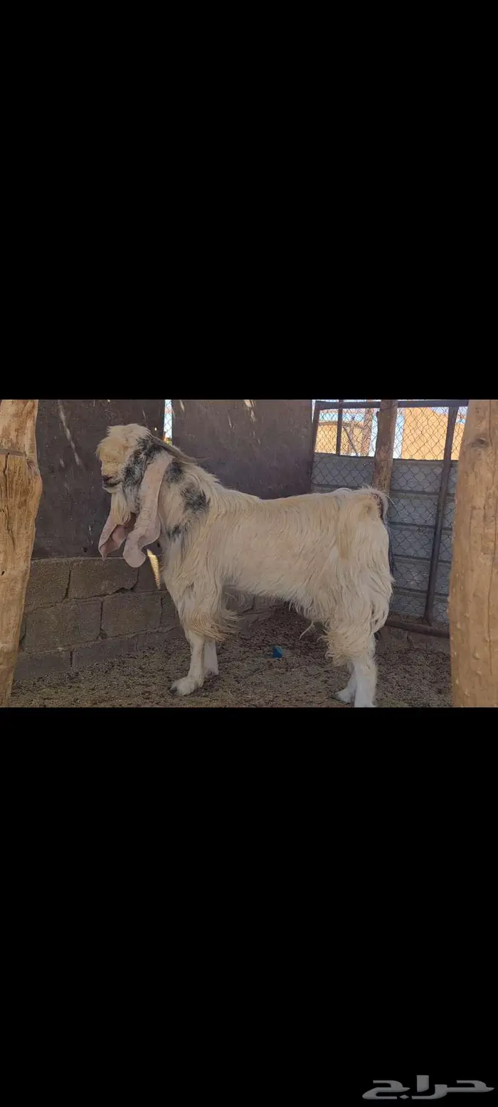 تيس فحل فاخر من الاخر . 0