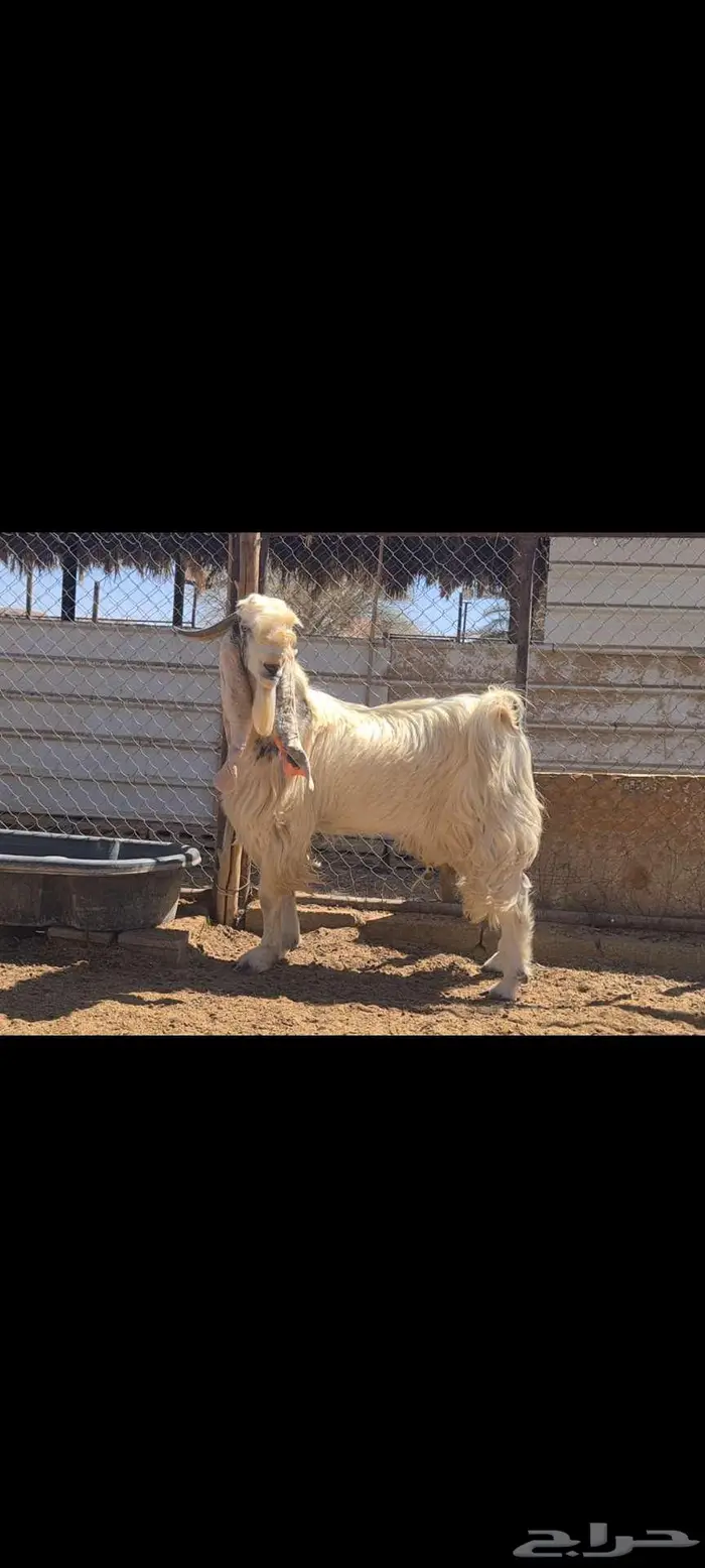 تيس فحل فاخر من الاخر . 2