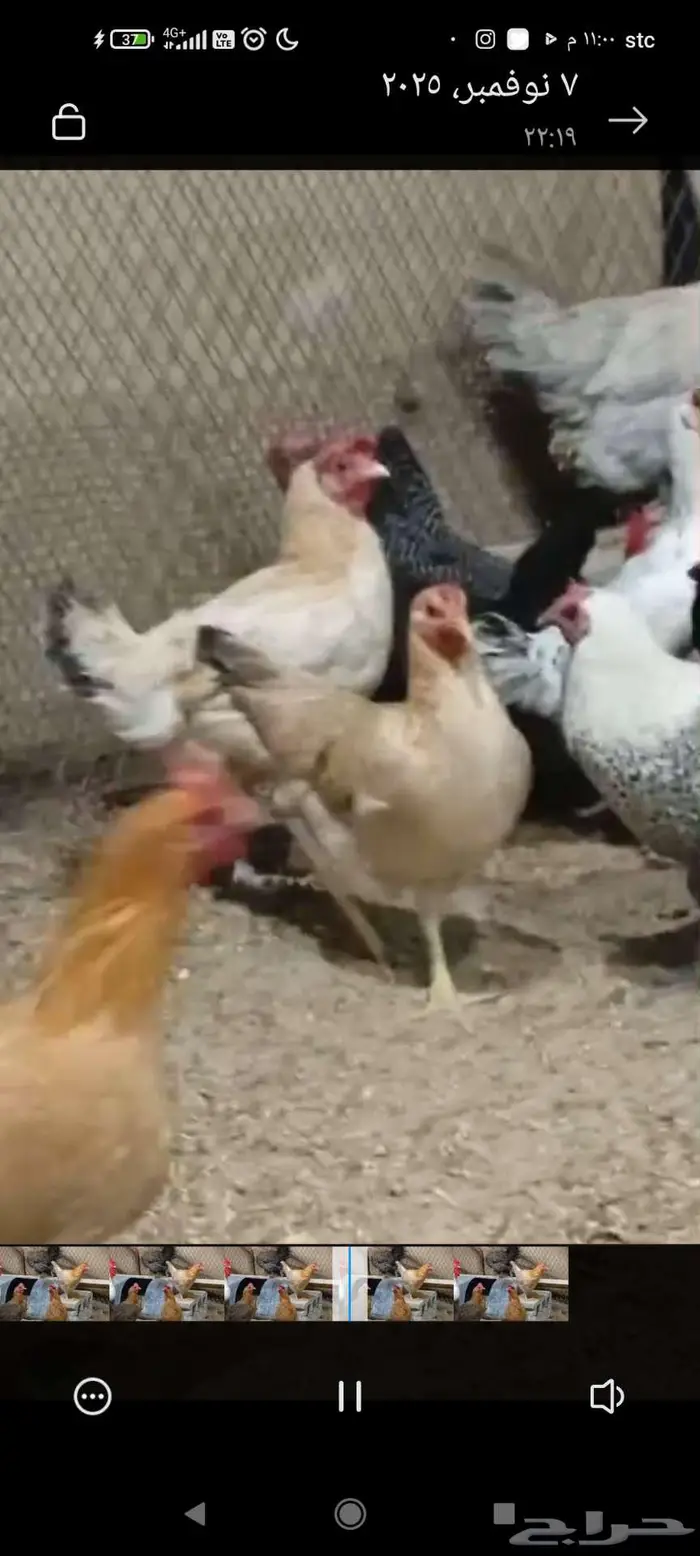 دجاج عربي وحباحب وبلدي الموقع النعيريه 3