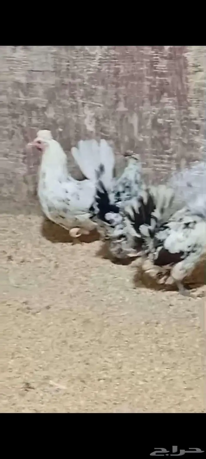 دجاج عربي وحباحب وبلدي الموقع النعيريه 0