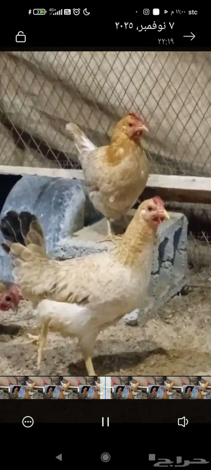 دجاج عربي وحباحب وبلدي الموقع النعيريه 5