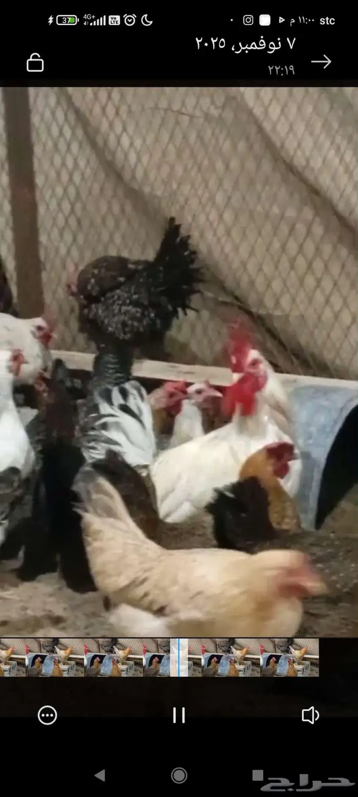 دجاج عربي وحباحب وبلدي الموقع النعيريه 6