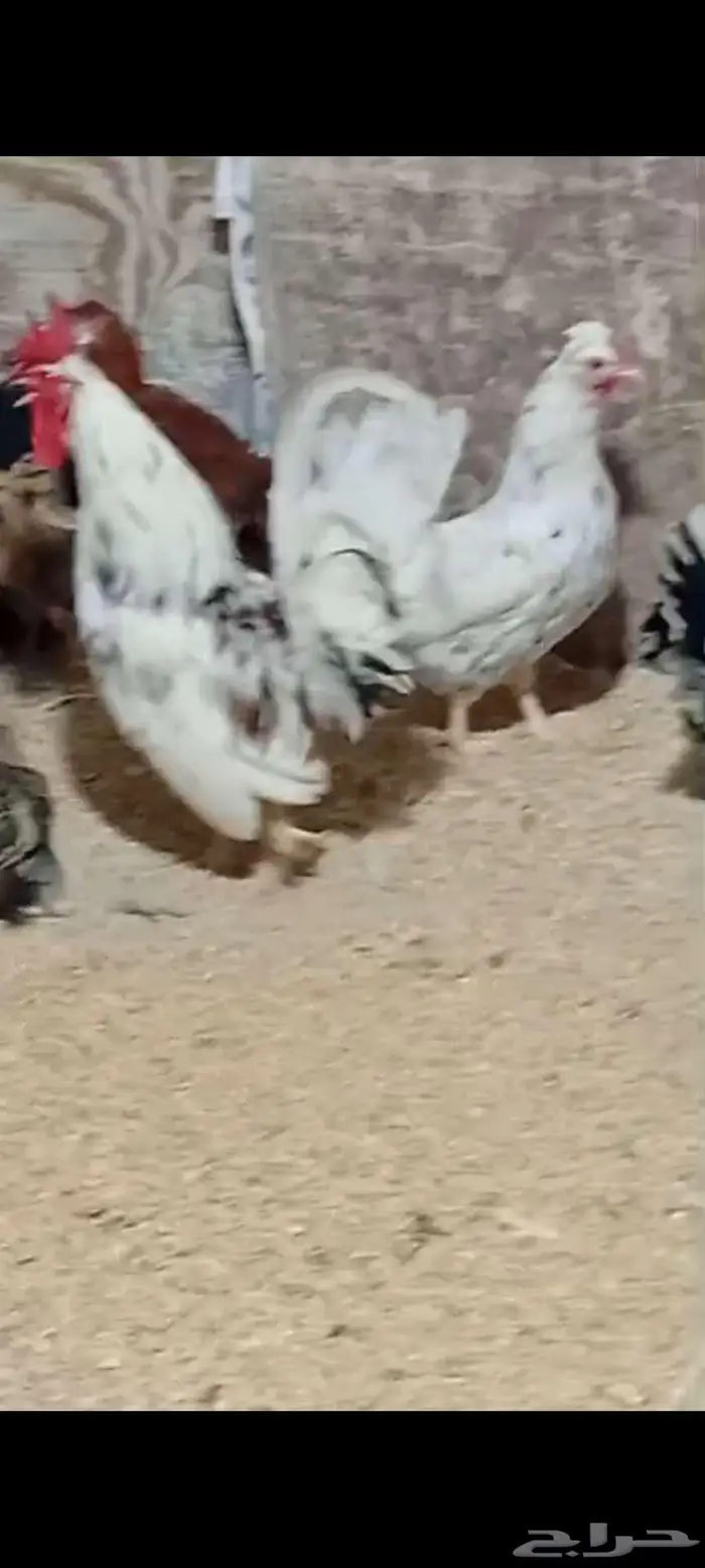 دجاج عربي وحباحب وبلدي الموقع النعيريه 2