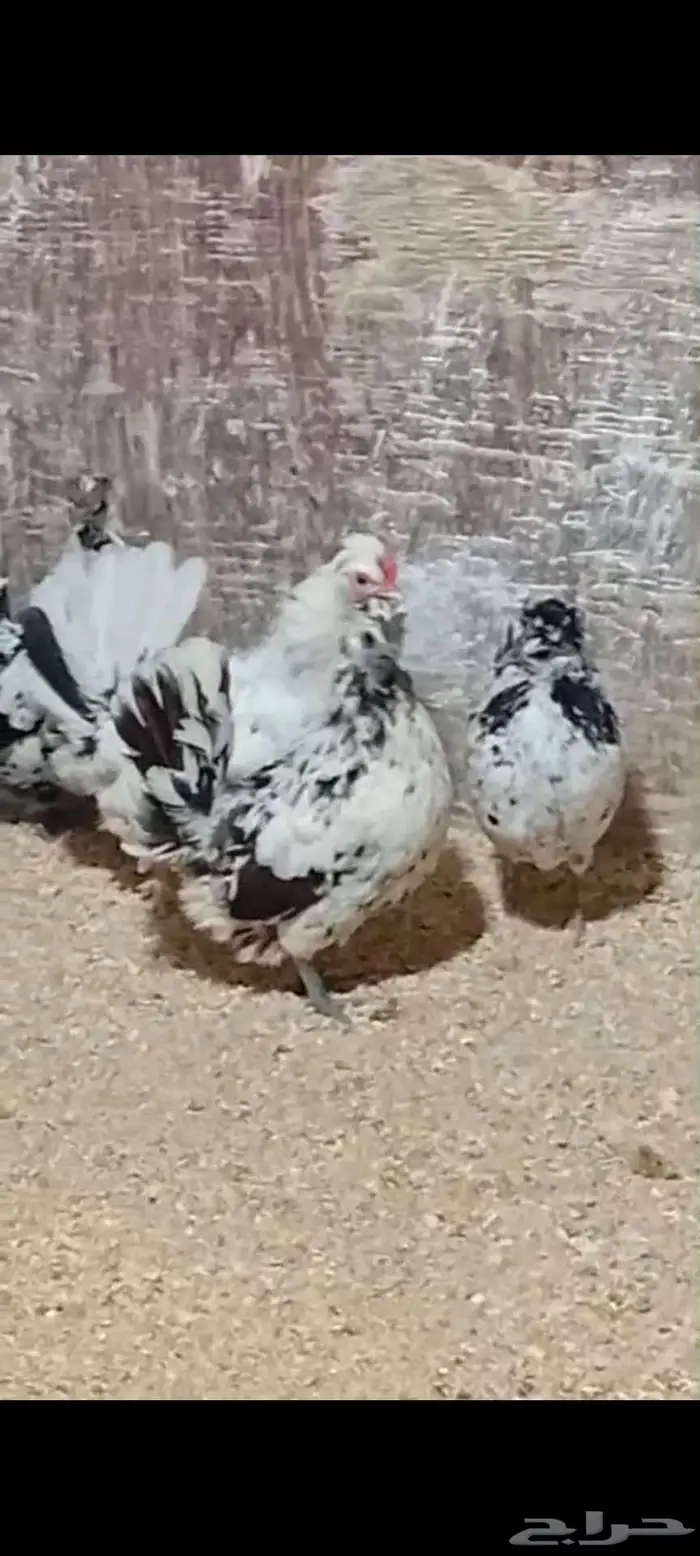 دجاج عربي وحباحب وبلدي الموقع النعيريه 1