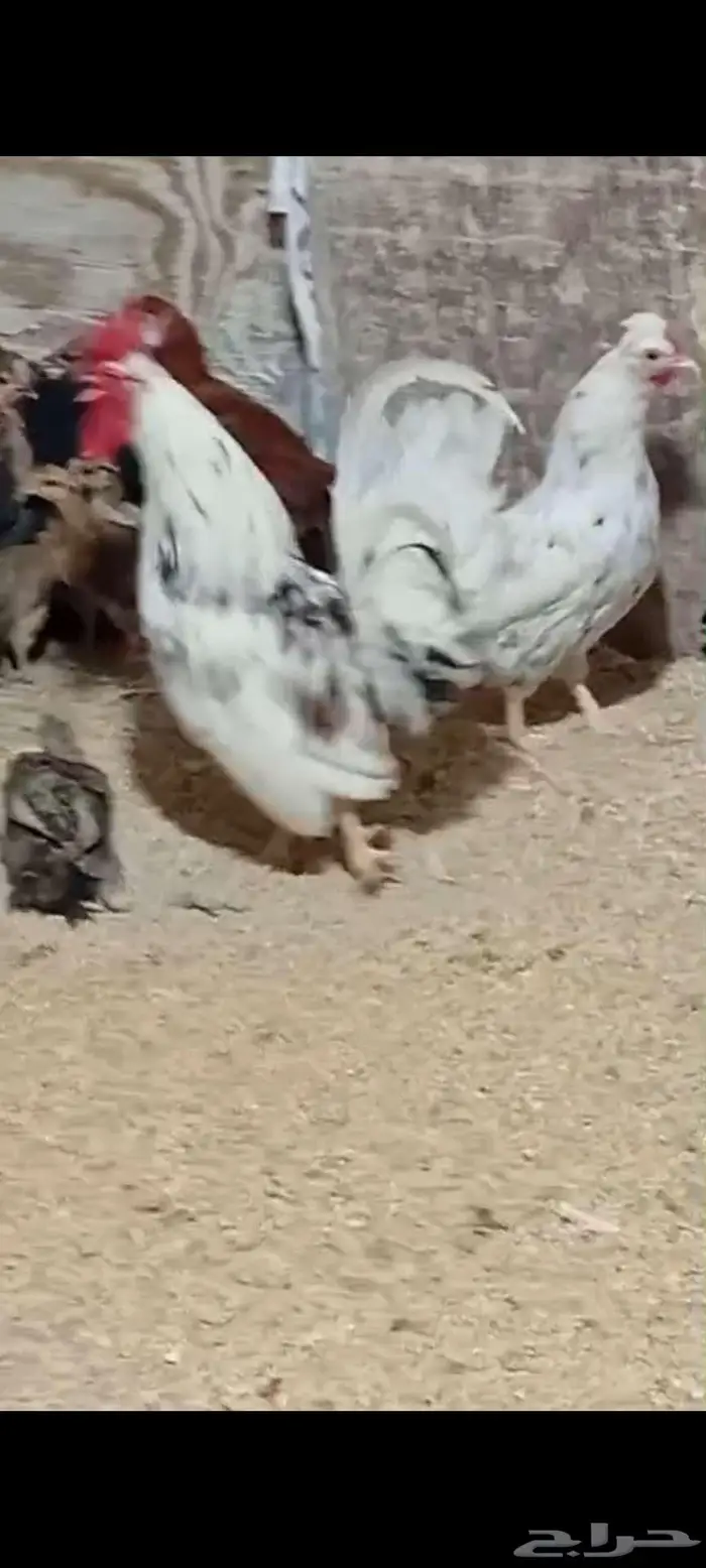 دجاج عربي وحباحب وبلدي الموقع النعيريه 7