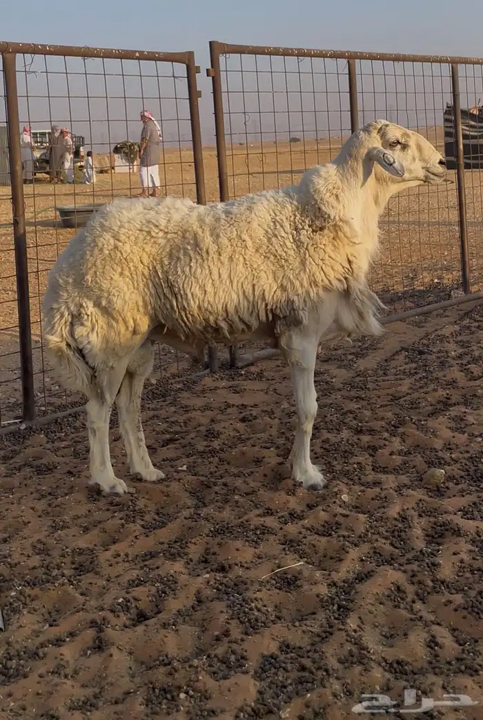 فحل مشروط صنف 1