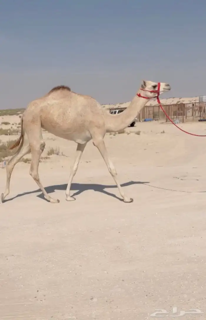 بكره حقه طيبه ( هجن ) 0