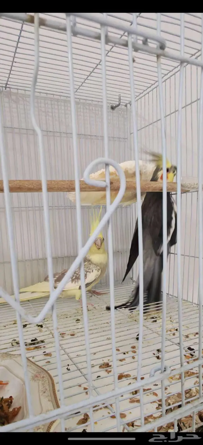 زوج كروان مع فرخه 1