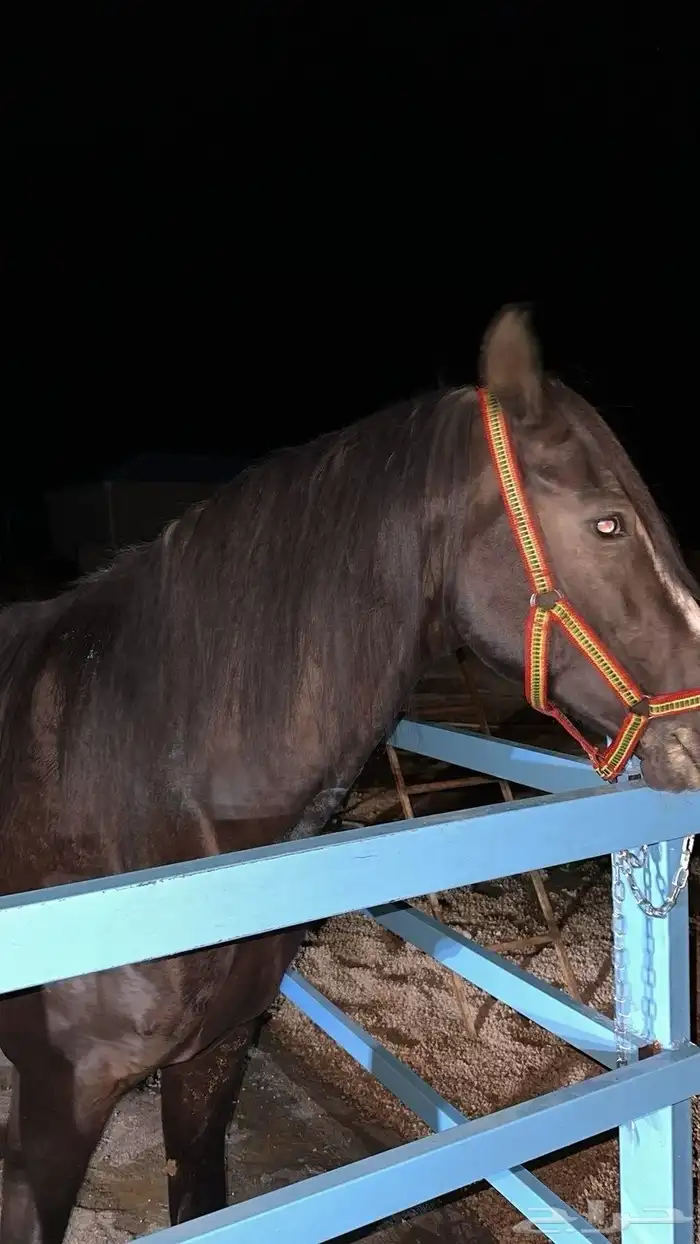 حصان شعبي شيخ 0