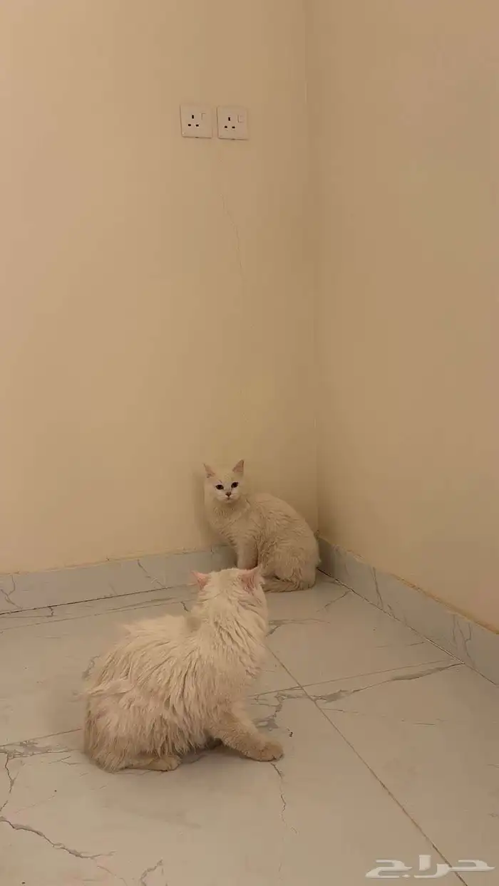 قطوه للبيع ب 1500 2