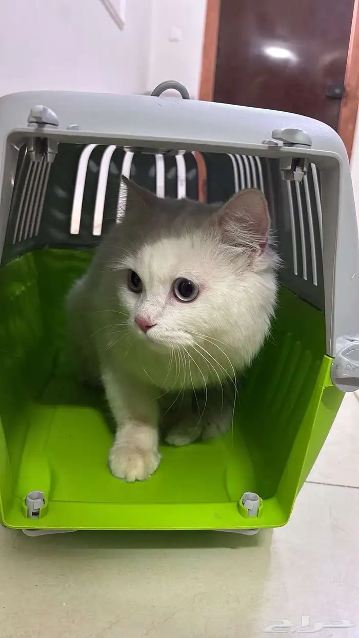 قطوه للبيع ب 1500 1