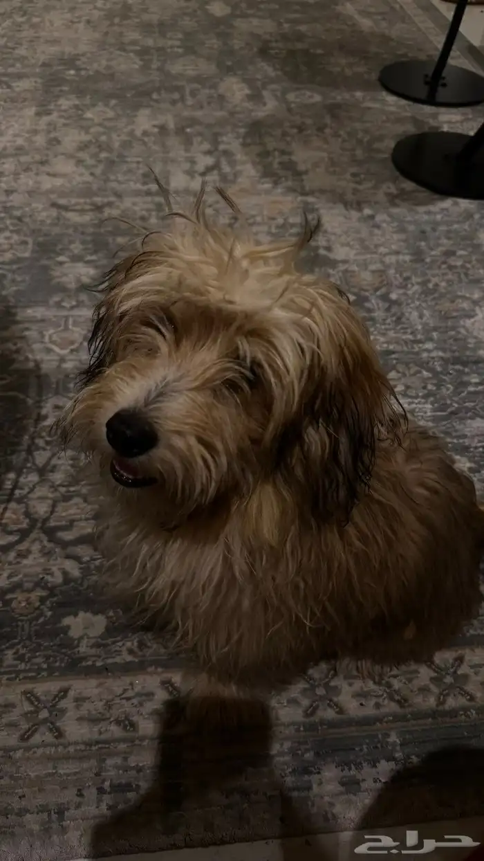 كلاب للتبني 1