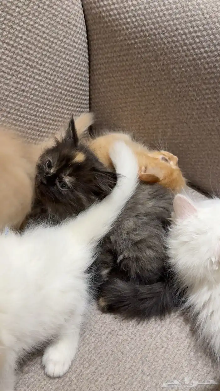 قطط شرازي للبيع 4