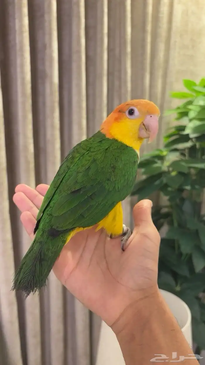 فرخ كايك اليف وهدد ( المهرج ) 5