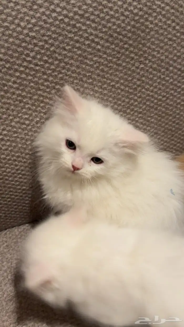 قطط شرازي للبيع 7