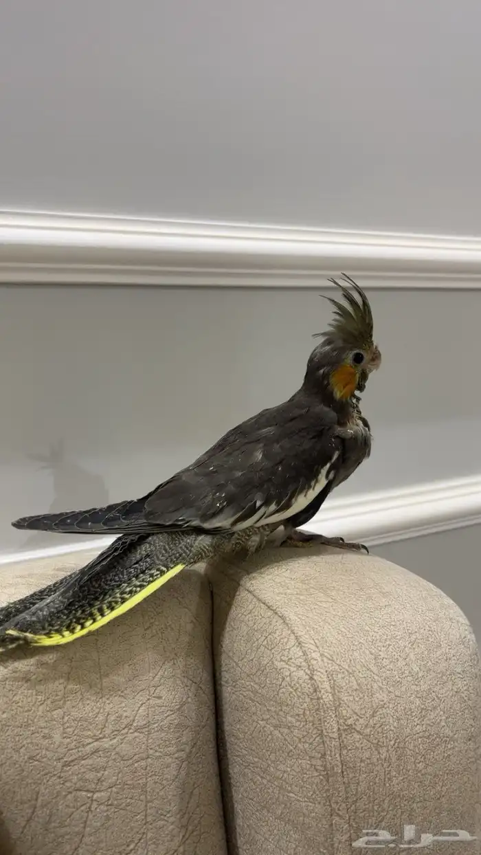 فروخ غر كروان روز 5