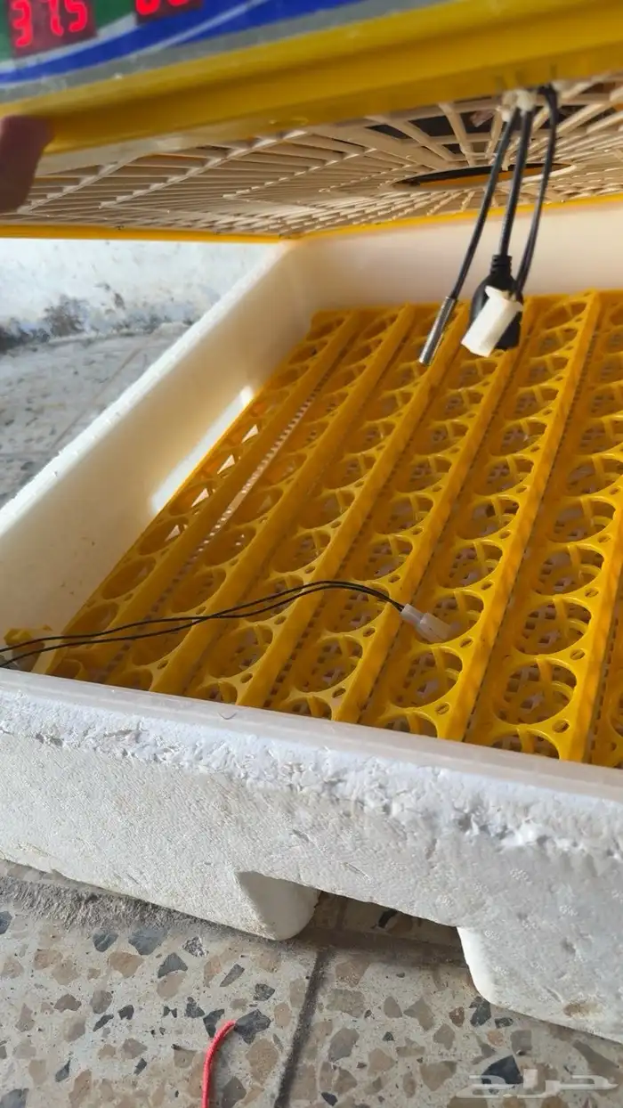 فقاصة للبيع 0