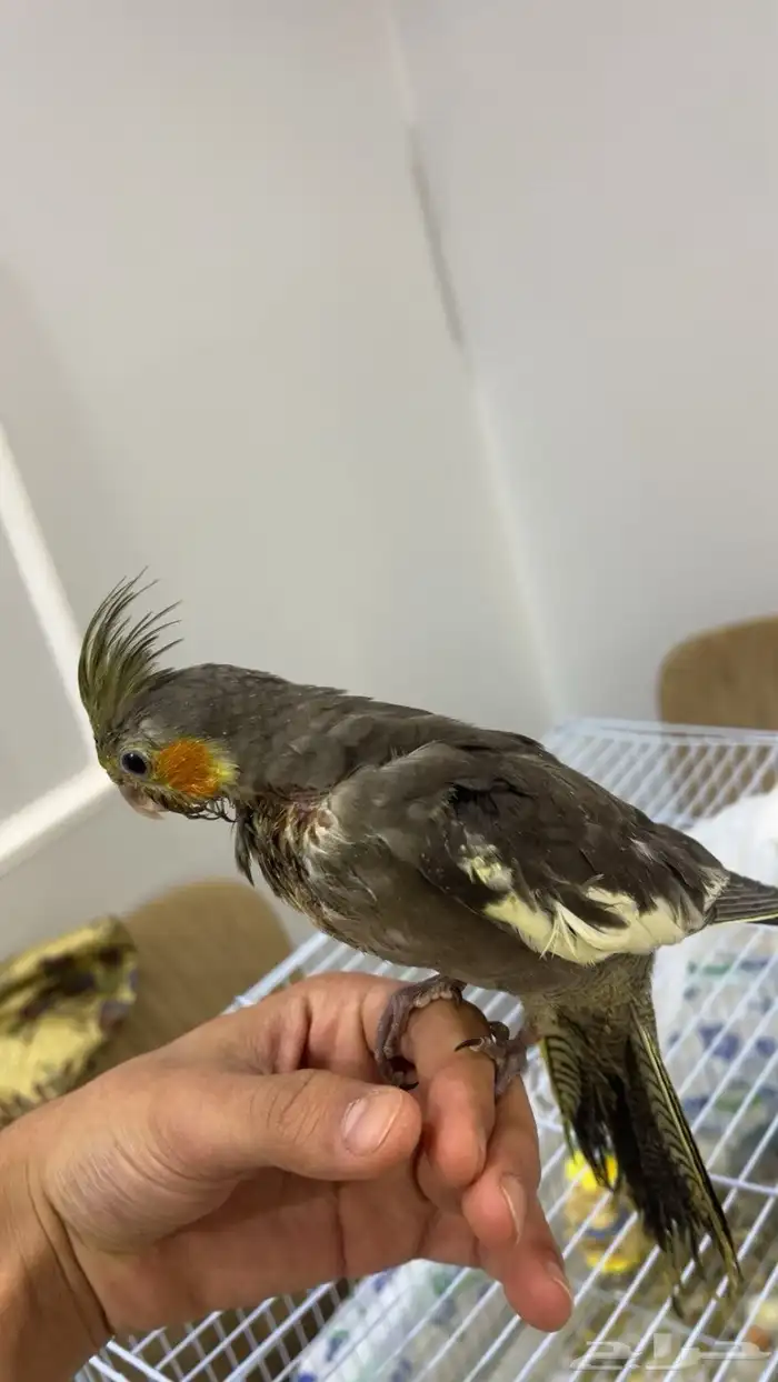 فروخ غر كروان روز 6