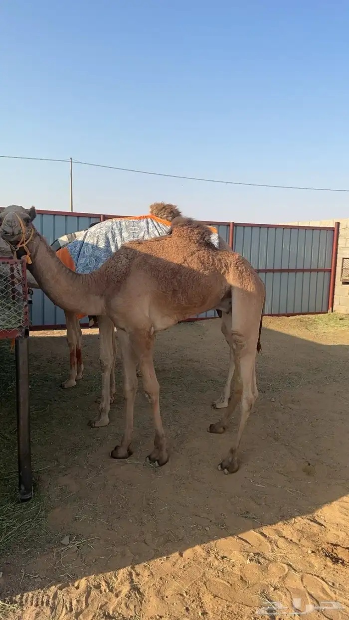 للبيع قعود سلاله فل 0