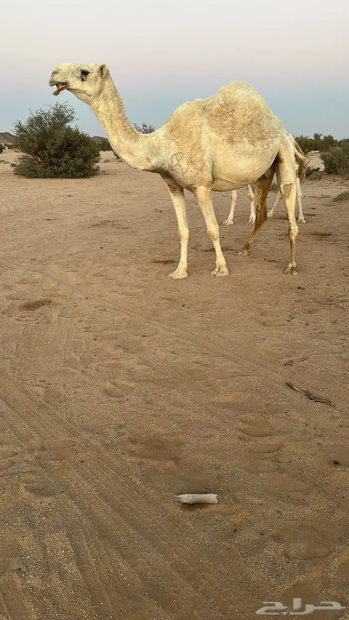 لقحه للبيع 1