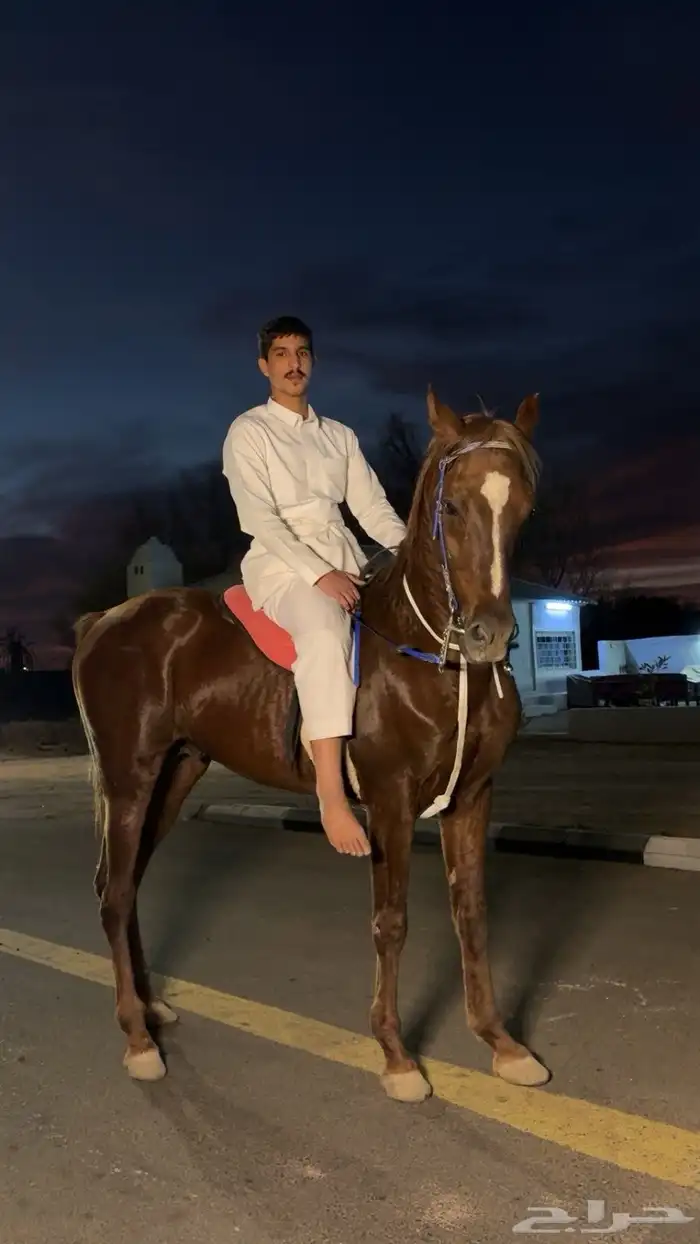 حصان الون احمر 0