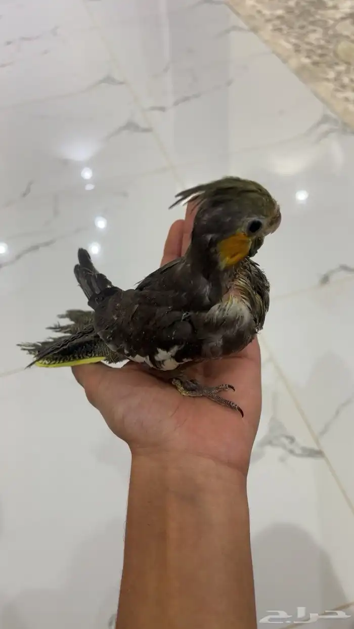 فروخ غر كروان روز 7