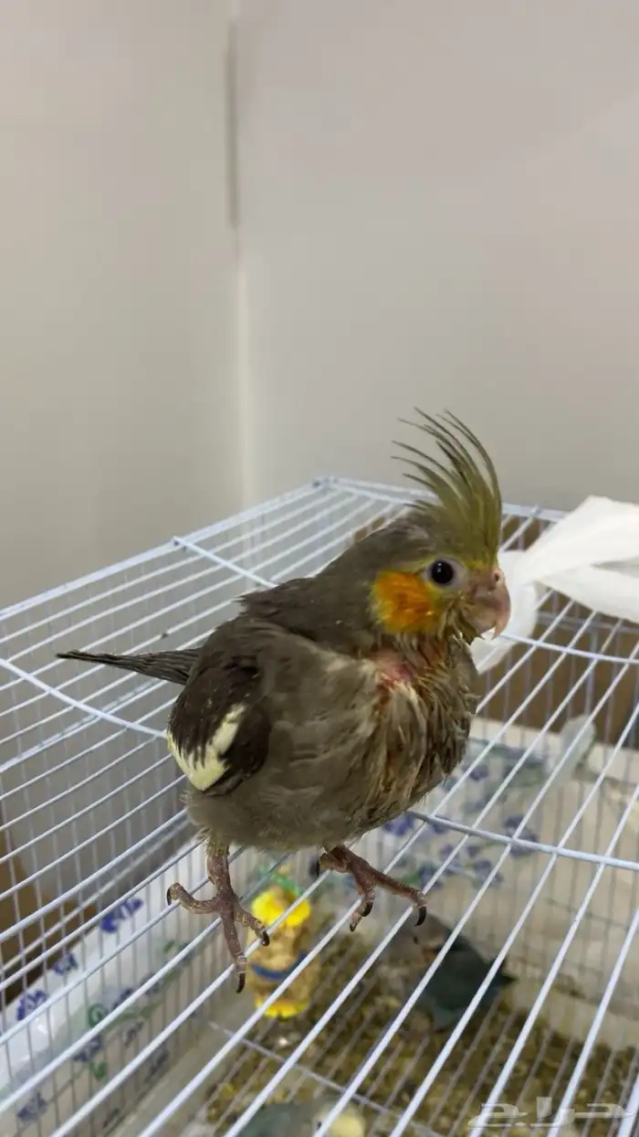 فروخ غر كروان روز 4