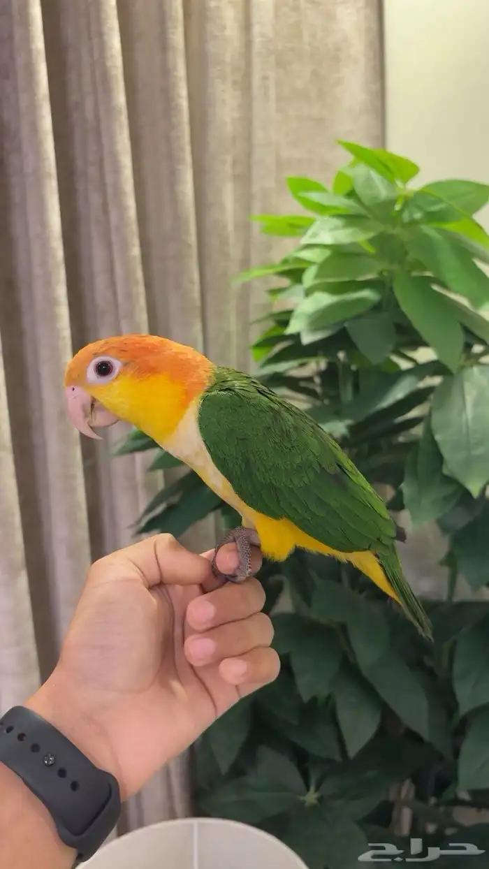 فرخ كايك اليف وهدد ( المهرج ) 2