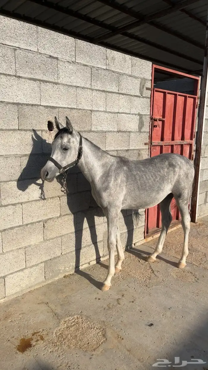 خيل مهر للبيع 1