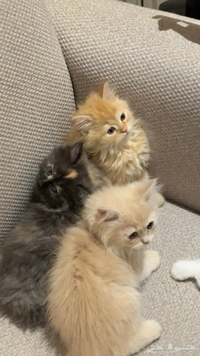 قطط شرازي للبيع 3