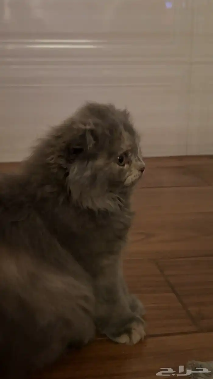 قطه سكوتش للبيع 1