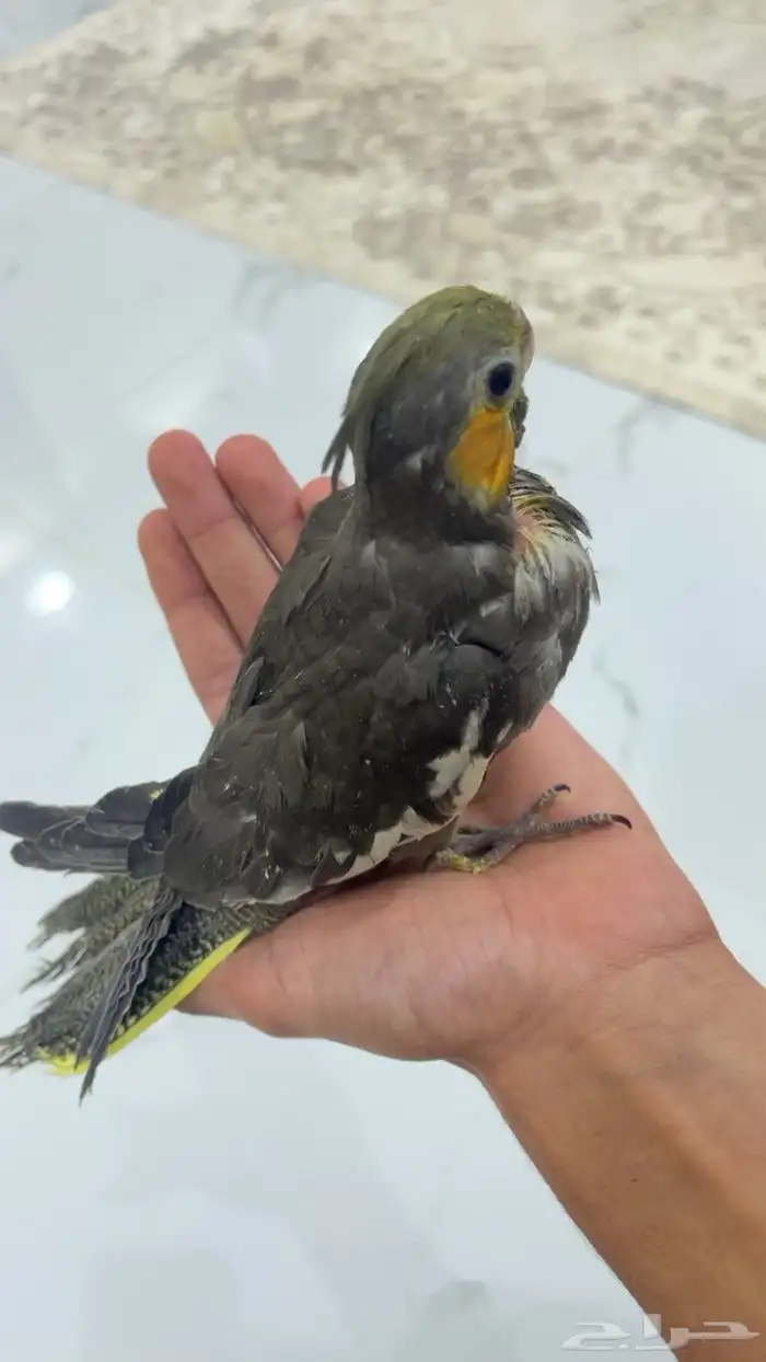 فروخ غر كروان روز 8