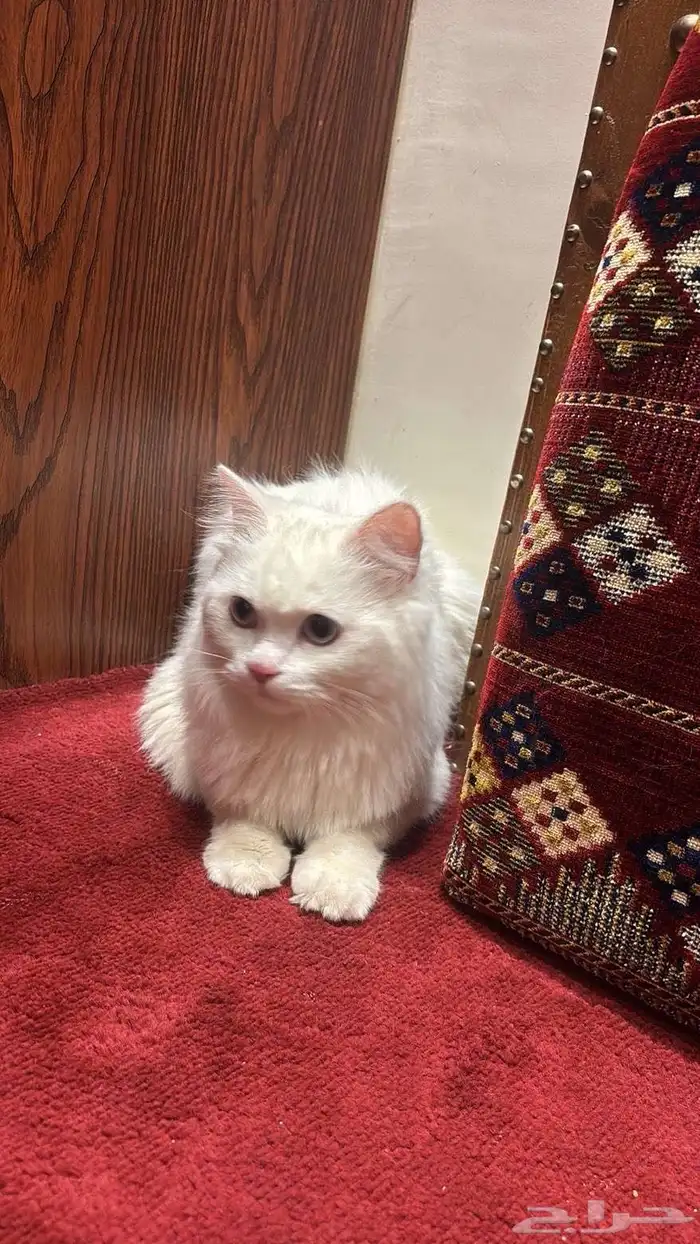 قطوه للبيع ب 1500 0