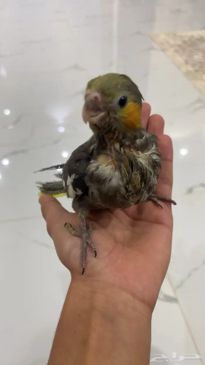 فروخ غر كروان روز 9