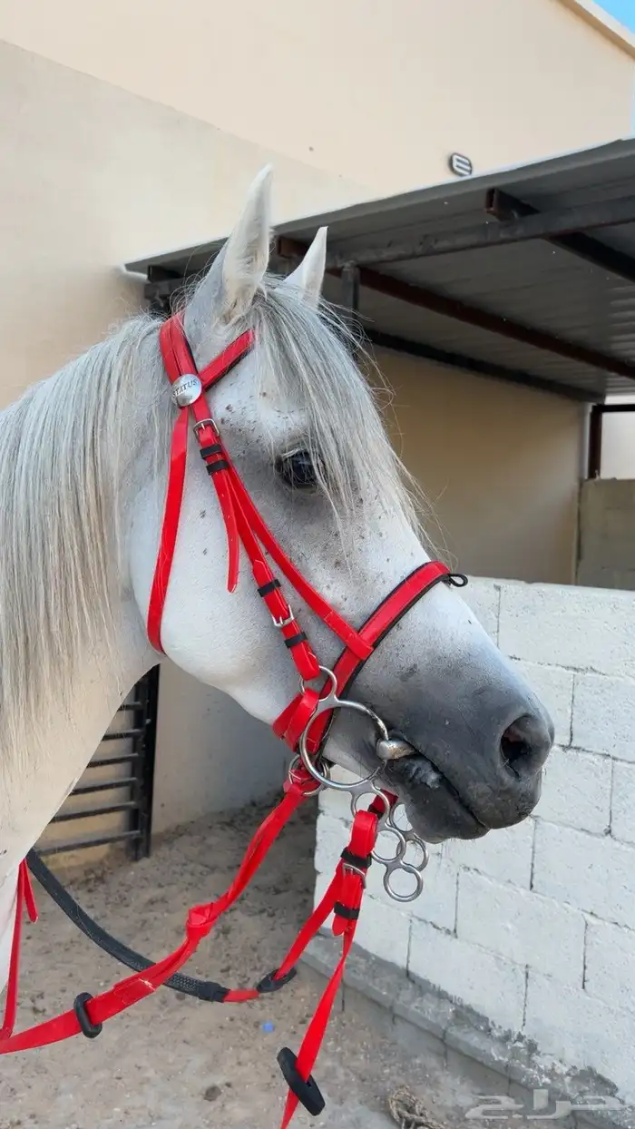 حصان شعبي شيخ فحل. حار مع الحار وبارد مع البارد شيخ الحصان 4