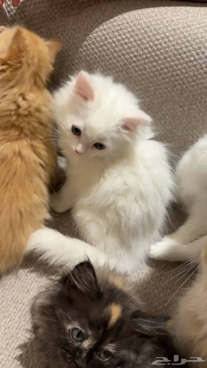 قطط شرازي للبيع 9