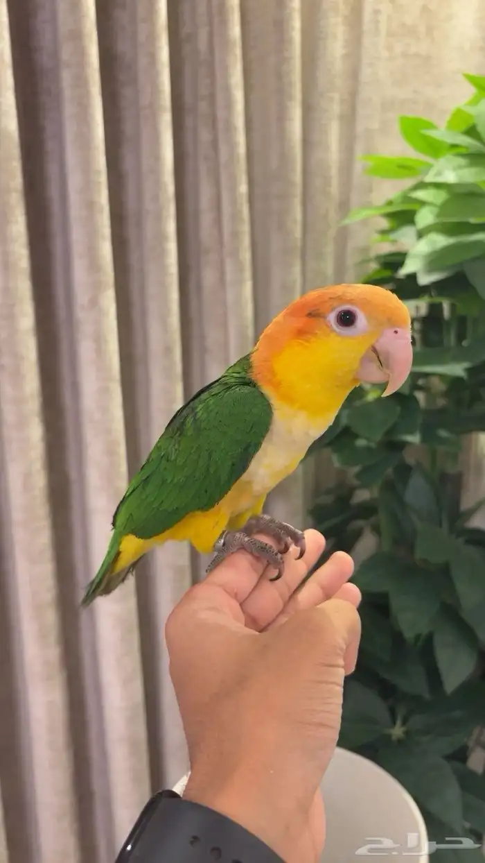 فرخ كايك اليف وهدد ( المهرج ) 0