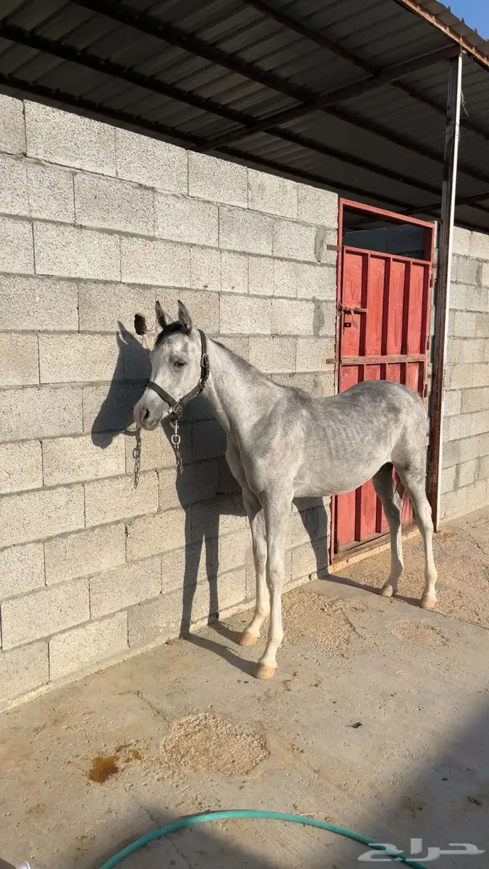 خيل مهر للبيع 2