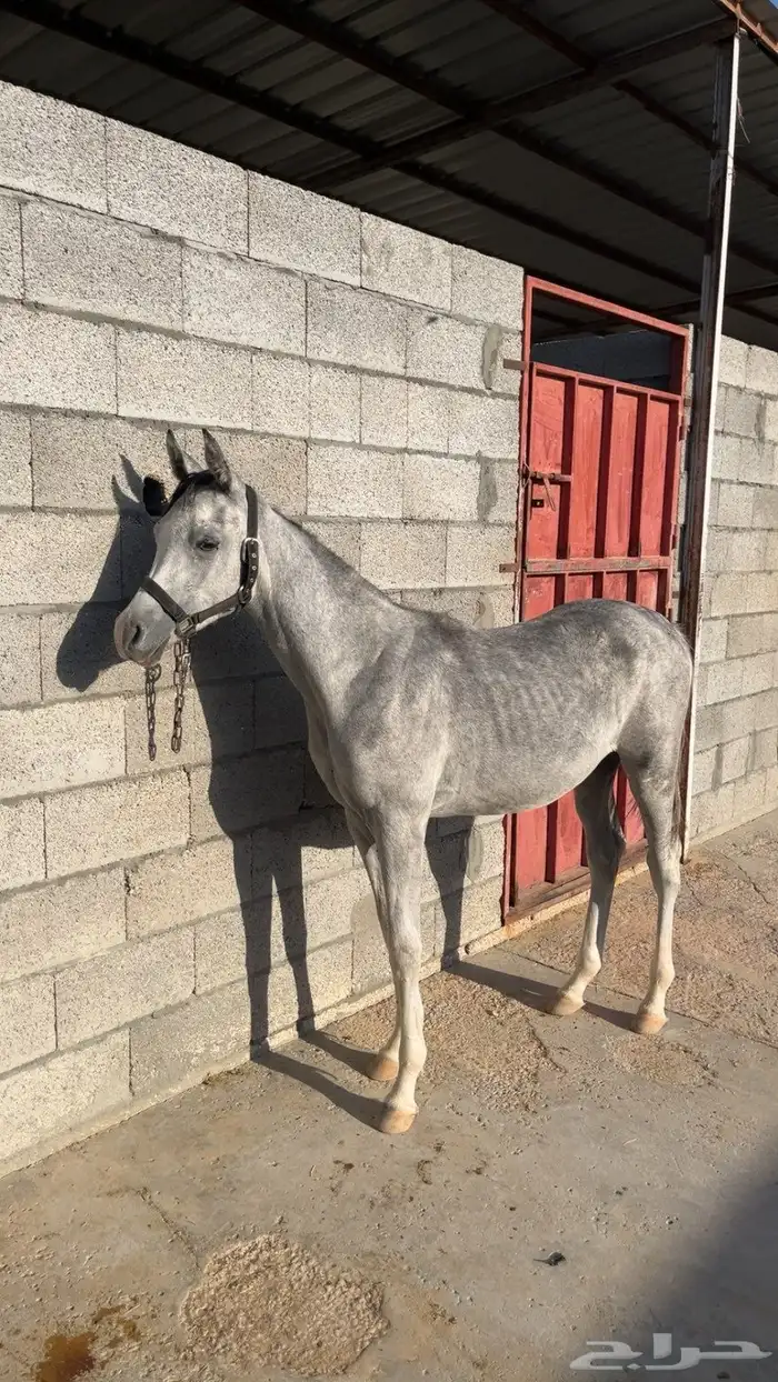 خيل مهر للبيع 0